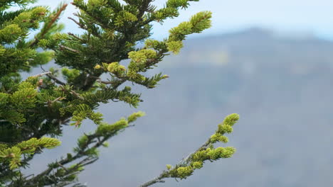 A-tight-shot-of-a-fir-tree-overlooking-the-blue-ridge-mountains