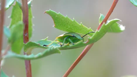 Vista-De-Cerca-De-Un-Insecto-Apestoso-Verde