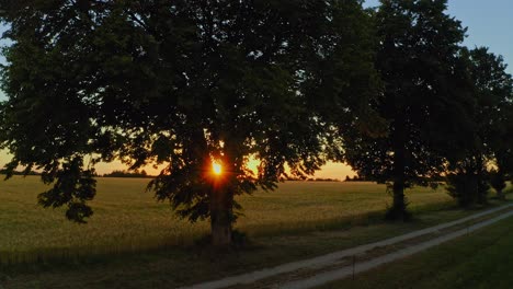 Aerial-sunstar-shot-starting-behind-a-tree-and-rising-up-to-the-bright-sun-in-backlit-at-the-end-of-a-wide-cornfield---pure-nature-moment-at-the-end-of-a-warm-summer-day