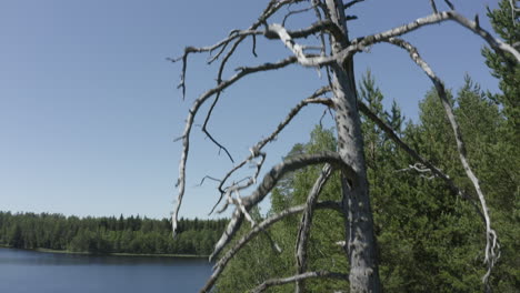 One-dead-tree-surrounded-by-green-trees-in-forest-next-to-a-lake-shore