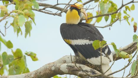 Closeup-of-a-Juvenile-Great-pied-hornbill-bird-sitting-on-a-branch-of-a-Fig-tree-just-watching-its-surroundings-in-the-Western-Ghats-of-India