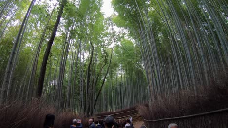 Tilt-down-to-crowds-in-the-famous-Arashiyama-Bamboo-Forest,-Kyoto