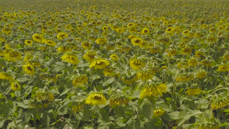 Sunflowers-growing-densely-in-field.-Tripod-static-shot