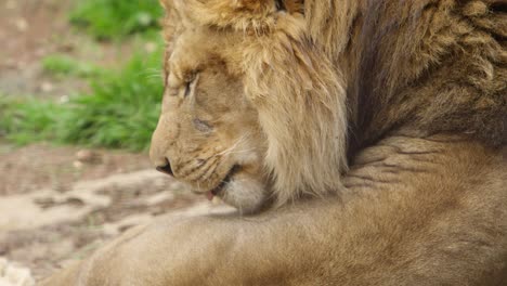 lion-grooming-himself-slow-motion