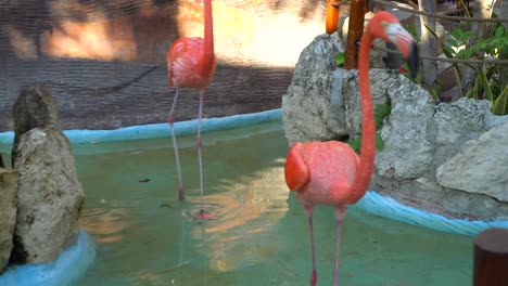4k-Pink-Flamingo-walks-in-pond
