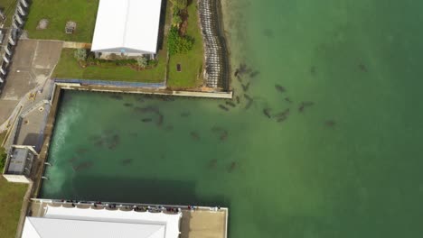 manatees-gather-near-power-dam-warm-waters-in-florida-as-crowd-looks-on