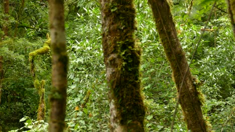 Bäume-Stehen-Hoch,-Während-Andere-Den-Dichten-Dschungel-Im-Hintergrund-Bilden