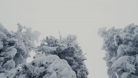 Rotation-shot-of-snow-covered-trees-in-winter-landscape,-wide-shot,-low-angle