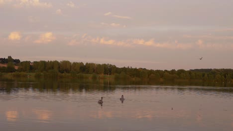 Zwei-Junge-Schwäne-Auf-Einem-Plätschernden-See-In-Der-Ferne-In-Der-Abenddämmerung,-Weite-Landschaftsaufnahme