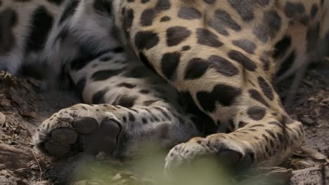 Jaguarpfoten-Aus-Nächster-Nähe-Beim-Hinlegen