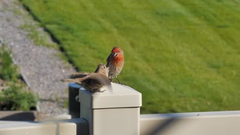 Adult-male-house-finch-regurgitating-to-feed-a-juvenile