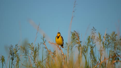 Eastern-meadowlark-perching-on-bushes-and-singing