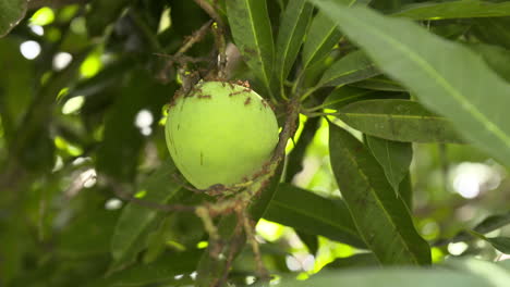 Grüne-Bio-Mango-Hängt-An-Einem-Baum,-Der-Von-Großen-Roten-Ameisen-Bedeckt-Ist