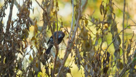 Small-thick-billed-weaver-perched-in-a-tree-surrounded-by-autumn-colours,-South-Africa