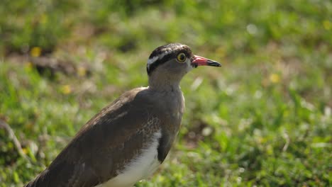 Close-up-profile-of-crowned-lapwing-plover-looking-attentively-and-then-relaxes