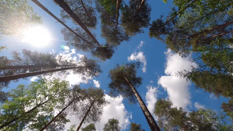 Time-lapse-of-tall-trees-in-a-coniferous-forest