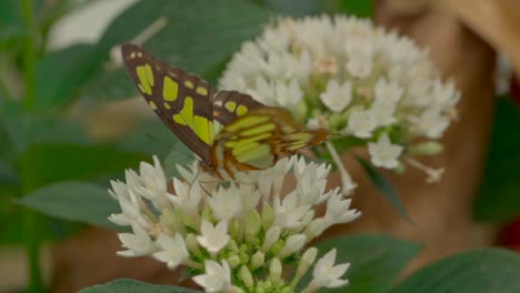 Macro-Cámara-Lenta-Que-Muestra-Especies-Mariposa-Negra-Verde-Trabajando-En-Flor,-Cámara-Lenta