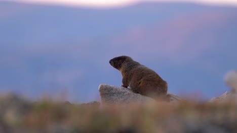 Marmota-Observando-Su-Entorno-En-Las-Tierras-Altas-Del-Parque-Nacional-De-Las-Montañas-Rocosas