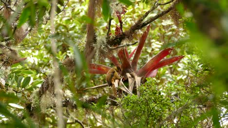 Large-brown-tropical-bird-searching-for-food-in-a-tropical-plant