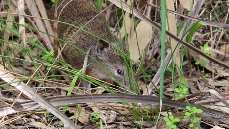 Southern-Brown-Bandicoot-or-Quenda-foraging-for-food,-Perth-Australia