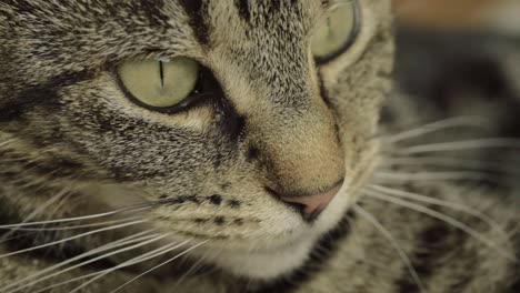 Tabby-cat-portrait-macro-shot-of-face