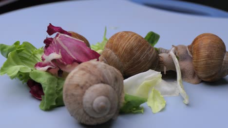 Garden-snail-eating-fresh-leaves-of-lettuce