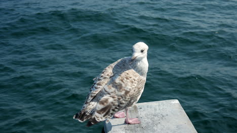 Close-up-of-beautiful-seagull-standing-on-surface-at-baltic-sea-and-pecking-during-sunlight