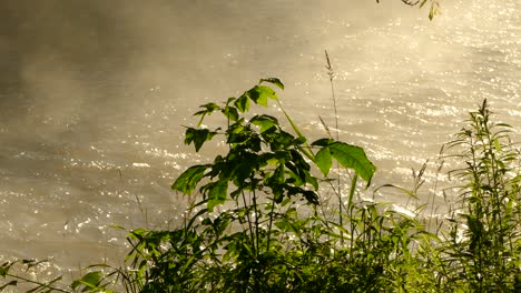 Goldener-Morgendunst-Am-Flussufer-Mit-Grünem-Blattwerk-Im-Vordergrund,-Statische-Aufnahme