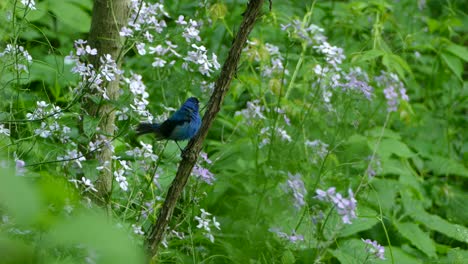 Blue-and-black-bird-takes-off-as-a-brown-bird-flies-into-scene-landing-on-the-branch-with-purple-flowers-in-the-background