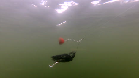 Angler-Lure-Moving-Like-Bait-Underwater-To-Attract-Fish---underwater-slow-motion-shot