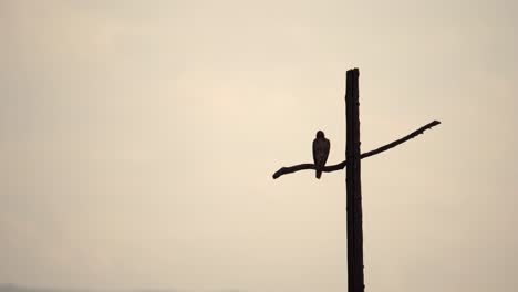 Hawk-perching-on-a-cross-shaped-utility-pole-against-a-background-of-mountains