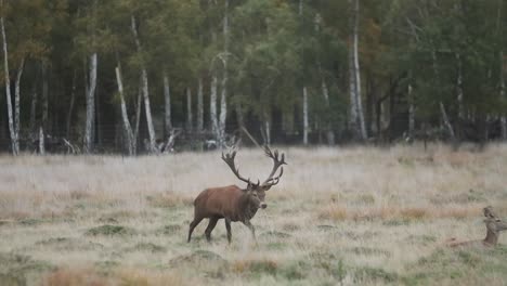Red-deer-antler-stag-profile-walking-in-field-autumn-slow-motion