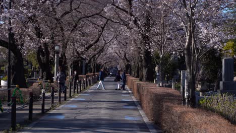 People-Walking-At-The-Street-In-Sakura-Tunnel-At-Aoyama-Cemetery-In-Tokyo,-Japan---Wide-Shot