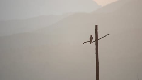 Falke,-Der-Auf-Einem-Kreuzförmigen-Strommast-Vor-Einem-Hintergrund-Von-Bergen-Hockt
