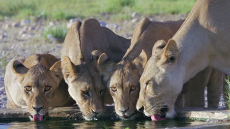 Lioness-And-Her-Three-Cubs-Drink-At-Manmade-Waterhole-In-Kgalagadi-Botswana---Close-Up-Shot