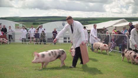 Spotted-Pigs-Show-At-Royal-Cornwall-Show-2019,-Wadebridge,-UK---Pig-Owners-Holding-A-Board-And-A-Stick-Moving-Along-Their-Pig-Pets-Around-The-Show-Ring---Medium-Shot