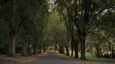 Tree-lined-lane-in-park-at-Autumn-wide-shot
