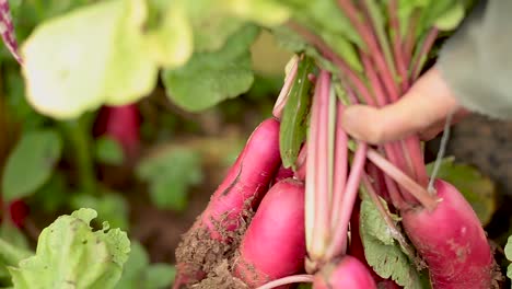 Close-Up-Footage-of-Farmer-Harvesting-Beetroot-Crops-By-Hands