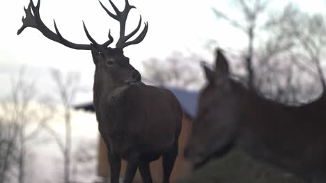 Majestic-stag-with-large-antlers-and-doe-look-at-each-other---SLOMO