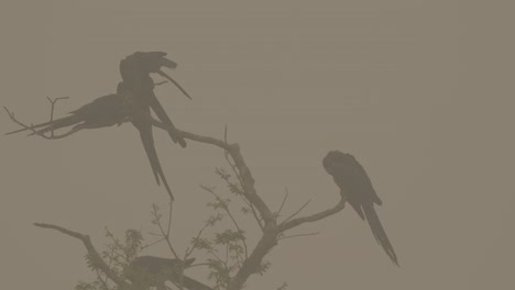 Surviving-blue-macaws-in-Pantanal-with-smoky-sky-during-wildfire