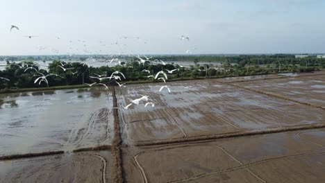 Flock-Of-White-Egret-Flying-Over-Paddy-And-Flooded-Fields-In-Countryside-Of-Battambang,-Cambodia