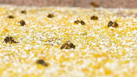 Europäische-Biene-Sammelt-Maisstaub,-Aufgrund-Der-Wenigen-Blüten-Ersetzt-Der-Kornstaub-Den-Pollen