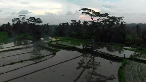 Wunderschöne-Luftdrohnenaufnahme-Typischer,-Mit-Wasser-überfluteter-Reisfelder-Auf-Der-Indonesischen-Insel-Bali