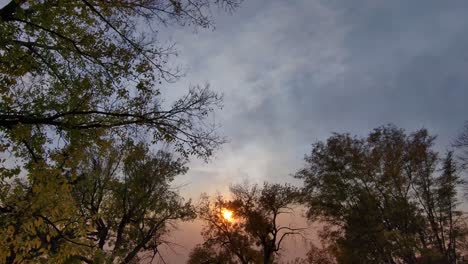 A-drone-floats-slowly-looking-up-under-the-tree-canopy-at-a-very-unusual-October-sunet