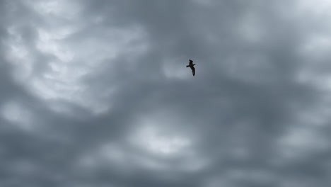 seagul-flying-in-slow-motion