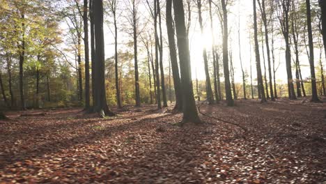 Sunlight-flickering-through-trees,-autumnal-forest-floor-covered-in-leaves