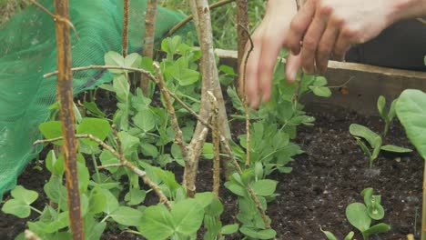 Placing-stake-in-ground-for-climbing-peas
