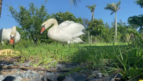 Grupo-De-Cisnes-Blancos-Comiendo-Y-Tomando-Sol,-Animales-Pájaros