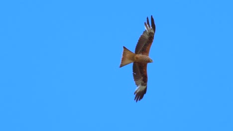 Tracking-shot-of-soiring-milvus-eagle-against-blue-sky-with-no-clouds-in-nature