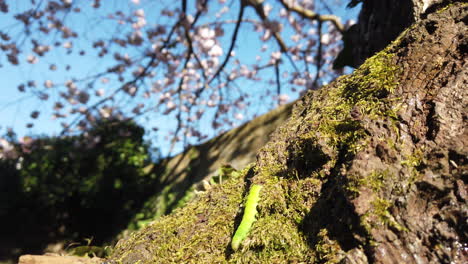 A-green-caterpillar-crawling-at-the-base-of-a-cherry-tree,-with-the-blossom-in-the-background